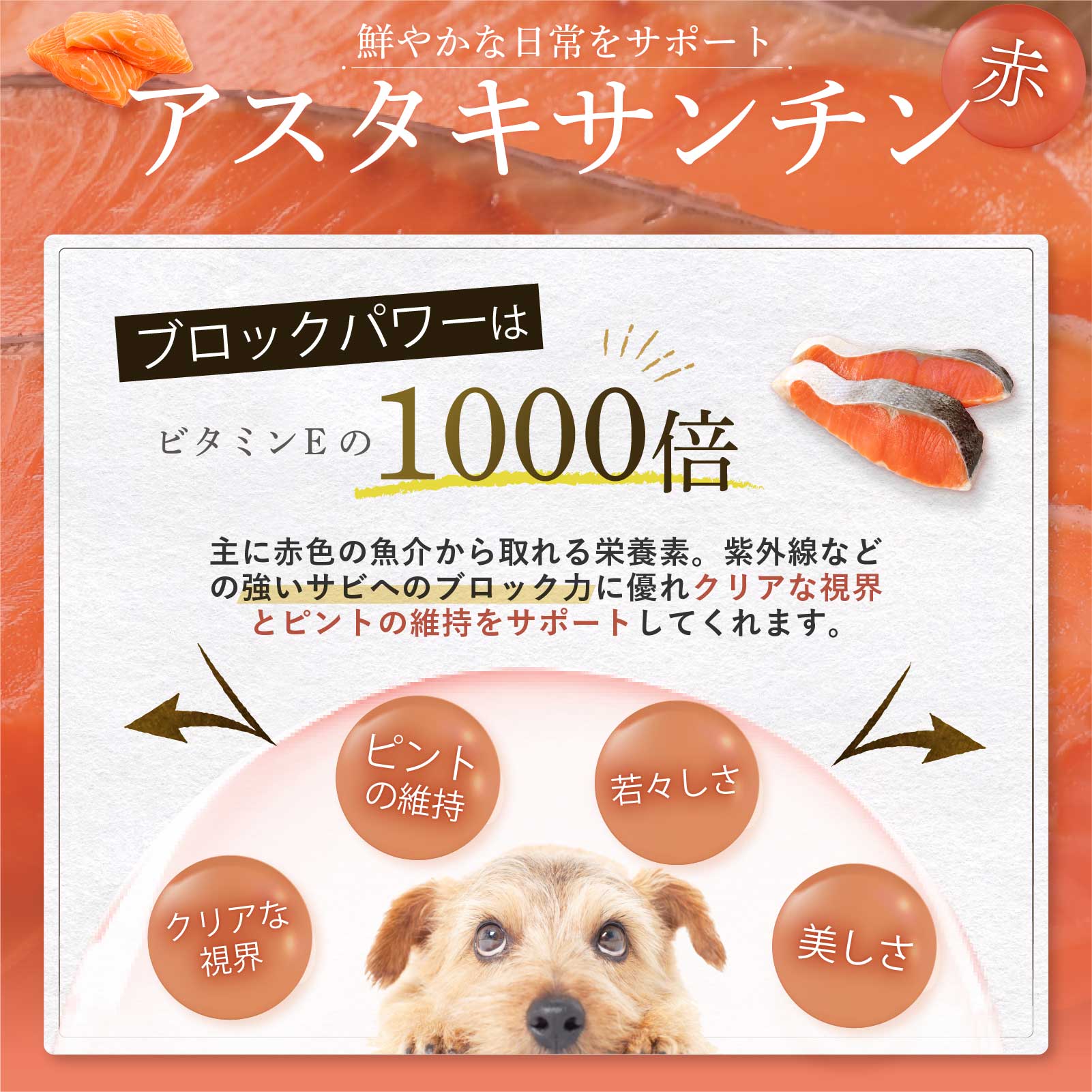 楽天市場】【エントリーでポイント10倍】 amure-アミュレ- 犬用