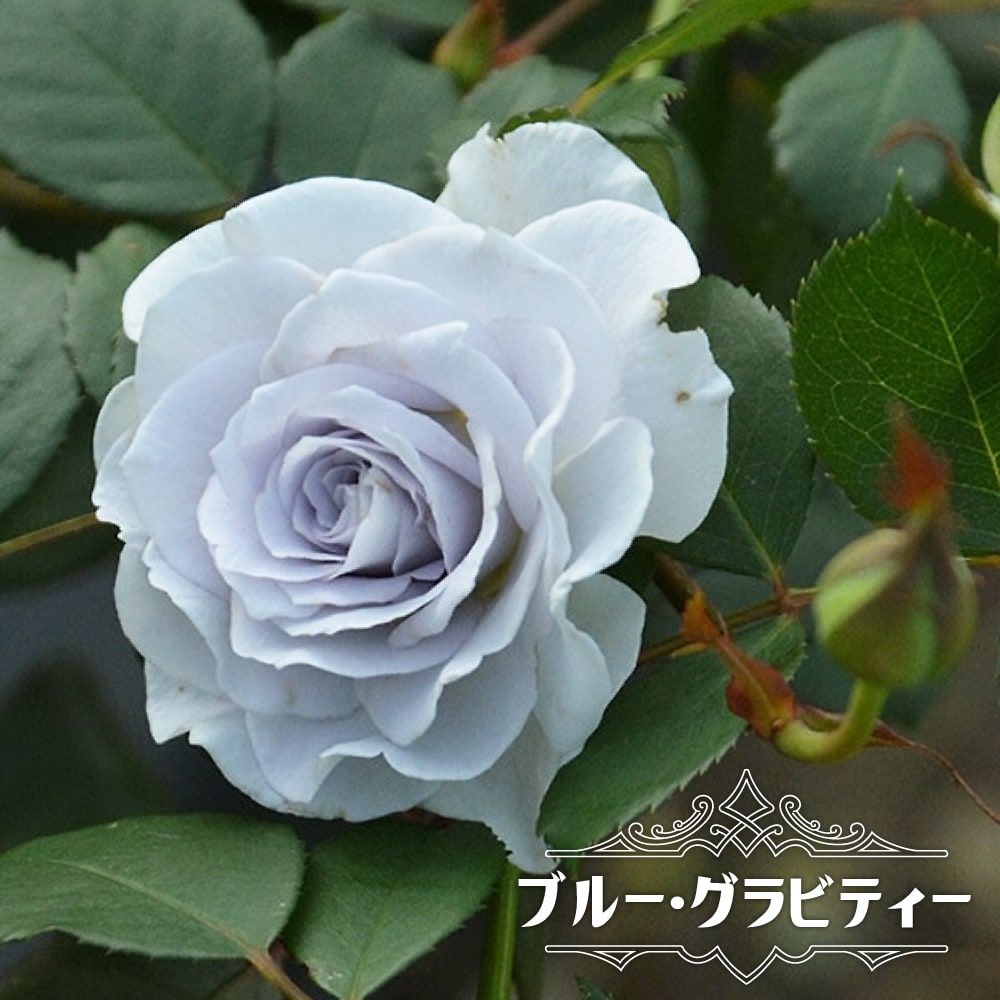 楽天市場】四季咲きバラ苗 【ブルーグラビティー （ロサオリエンティス