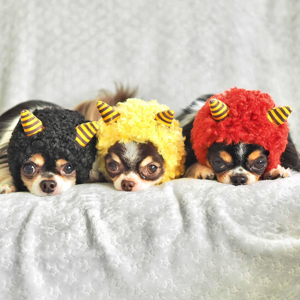 楽天市場】【お買い物マラソン セール ☆20％OFF】【 犬 服 スヌード