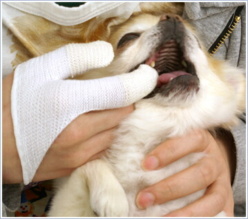 楽天市場】【 口臭ケア 犬 】犬口ケア ゆび歯ぶらし メール便OK