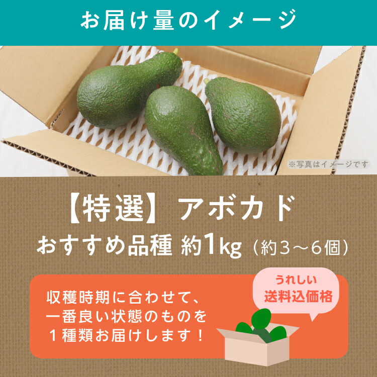 楽天市場】【次回入荷は2027年を予定】愛媛県産農薬不使用アボカド 約