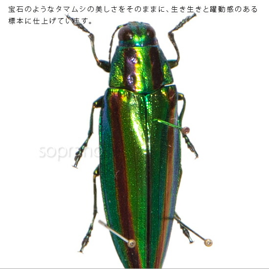 ジ*ン様 昆虫標本 緑色と金色の光沢 タマムシ約50匹 ジ