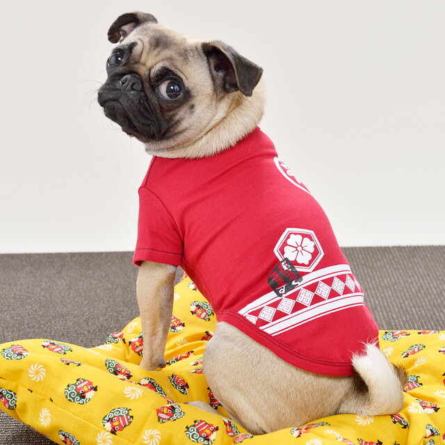 犬服 S わんこの普段着 おばけ 犬服 S わんこの普段着おばけ