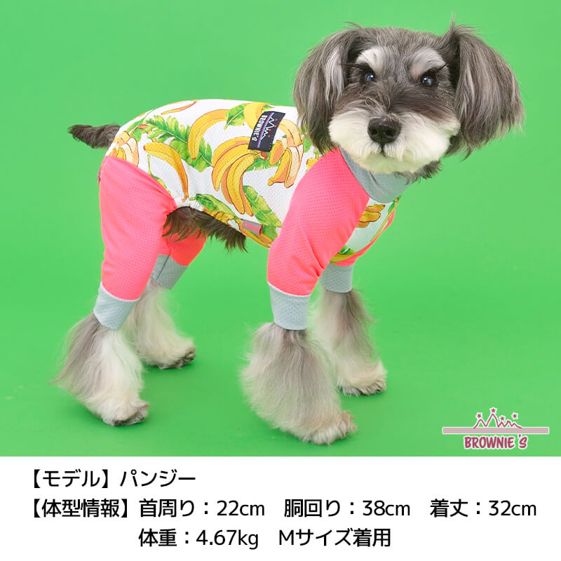 chocolat de vanilla 犬服 水色ストライプ レース裾 chocolat de