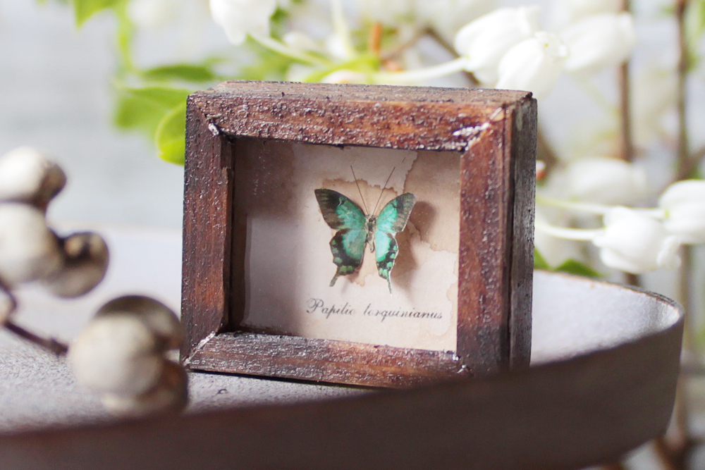 ニ*ニ様 【外国産蝶標本】ヘリボシアオネアゲハ/インドネシア.アル