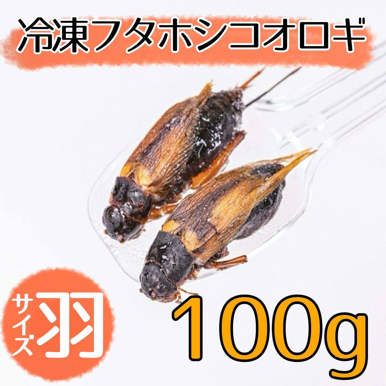 大容量⭐︎国産養殖 乾燥フタホシコオロギ 1kg ※一時生産中止につき