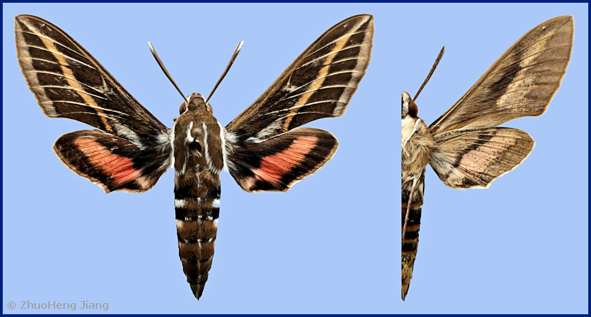 Sphingidae of the Eastern Palaearctic - Hyles tatsienluica