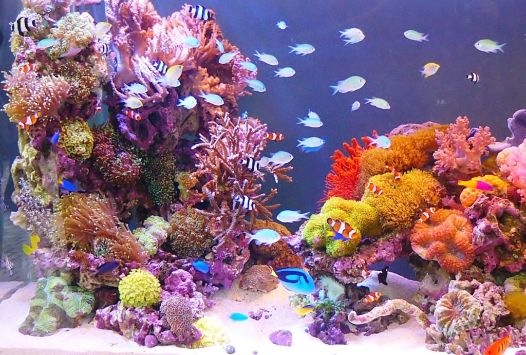 90㎝水槽 スリム水槽 オーダーメイド フード付 海水魚水槽 珊瑚 LED