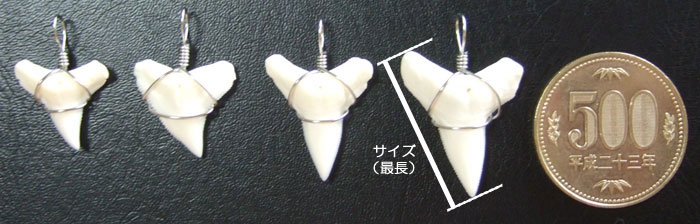 サメの歯 海岸で拾った 貝類や石灰質の付着物があります サメ