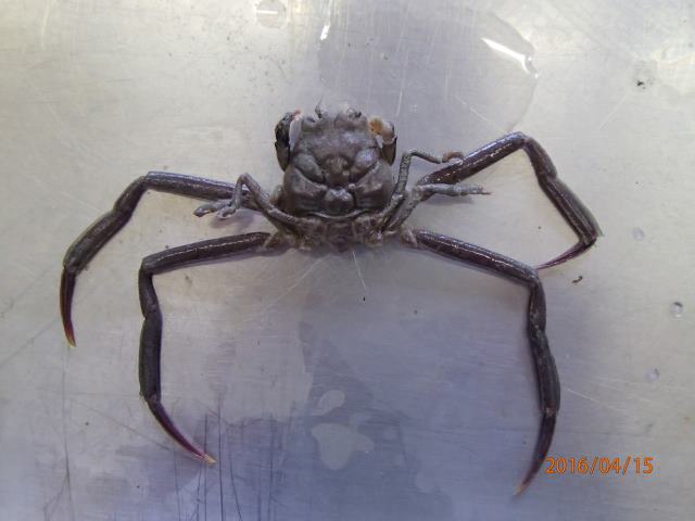 平家怨霊人面蟹稀少レア平家蟹鬼面蟹ペア二点凹凸リアル立体標本飾り