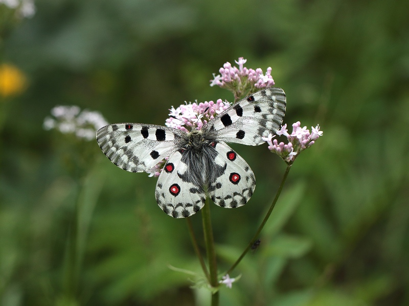 モンゴルのオオアカボシウスバシロチョウ