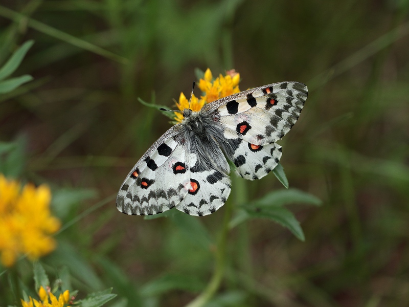 モンゴルのオオアカボシウスバシロチョウ