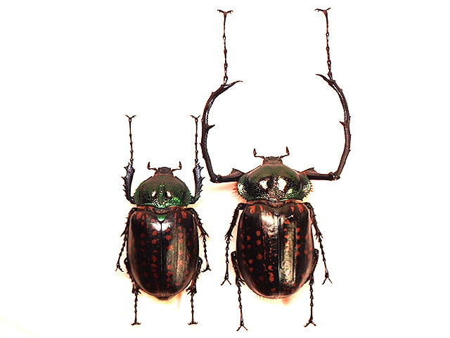 ☆セール！タイワンテナガコガネ♂58mmペア標本☆ - INSECT ULTIMA
