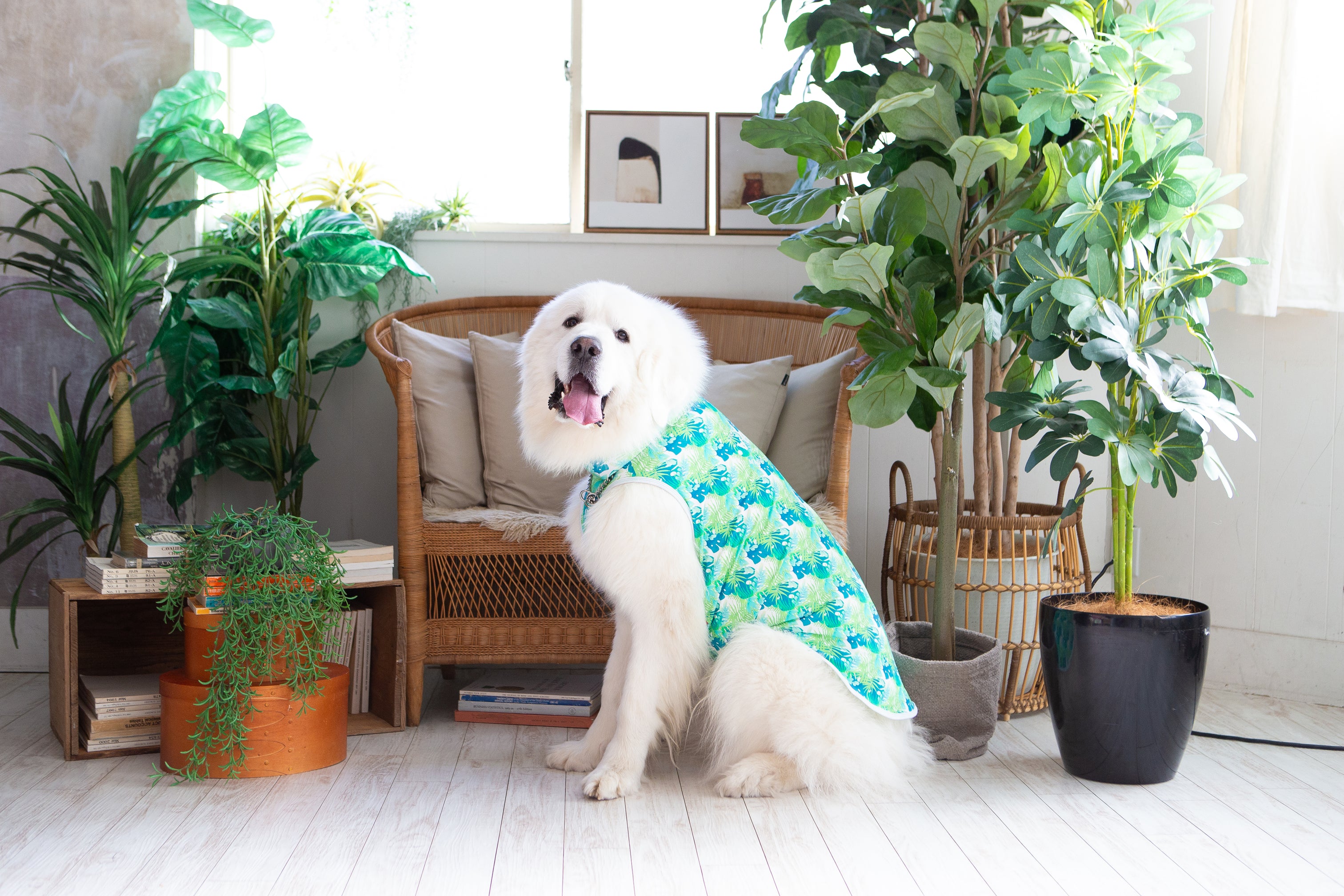 merupu様リクエスト商品6点ペット服