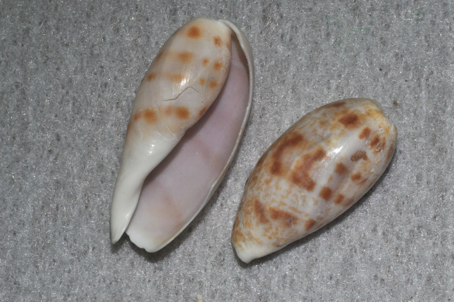 大型)ウスアカネダカラ 薄茜宝貝 貝殻 コレクション タカラガイ ラベル