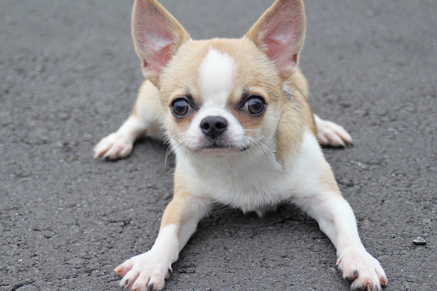 毒チワワ様取り置き 毒チワワ様取り置き 毒チワワ - yozba