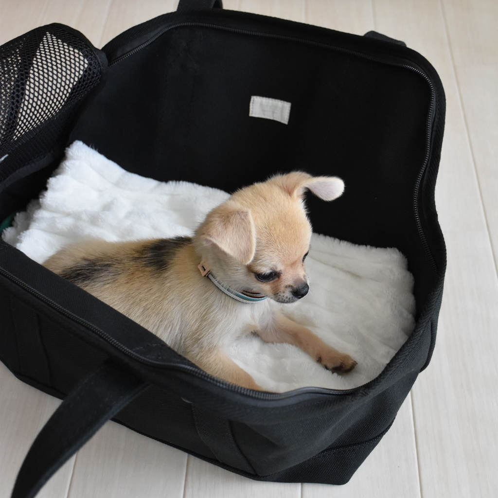 子犬と暮らす】パピー限定企画の首輪と帆布のキャリーバッグが届きまし