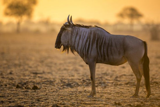 PHOTOWALL / Wildebeest (e321870) | 輸入壁紙専門店 WALPA – WALPA.jp