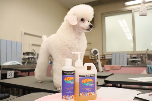 特別授業】Plush Puppy様によるワンランク上のグルーミング講座（動物