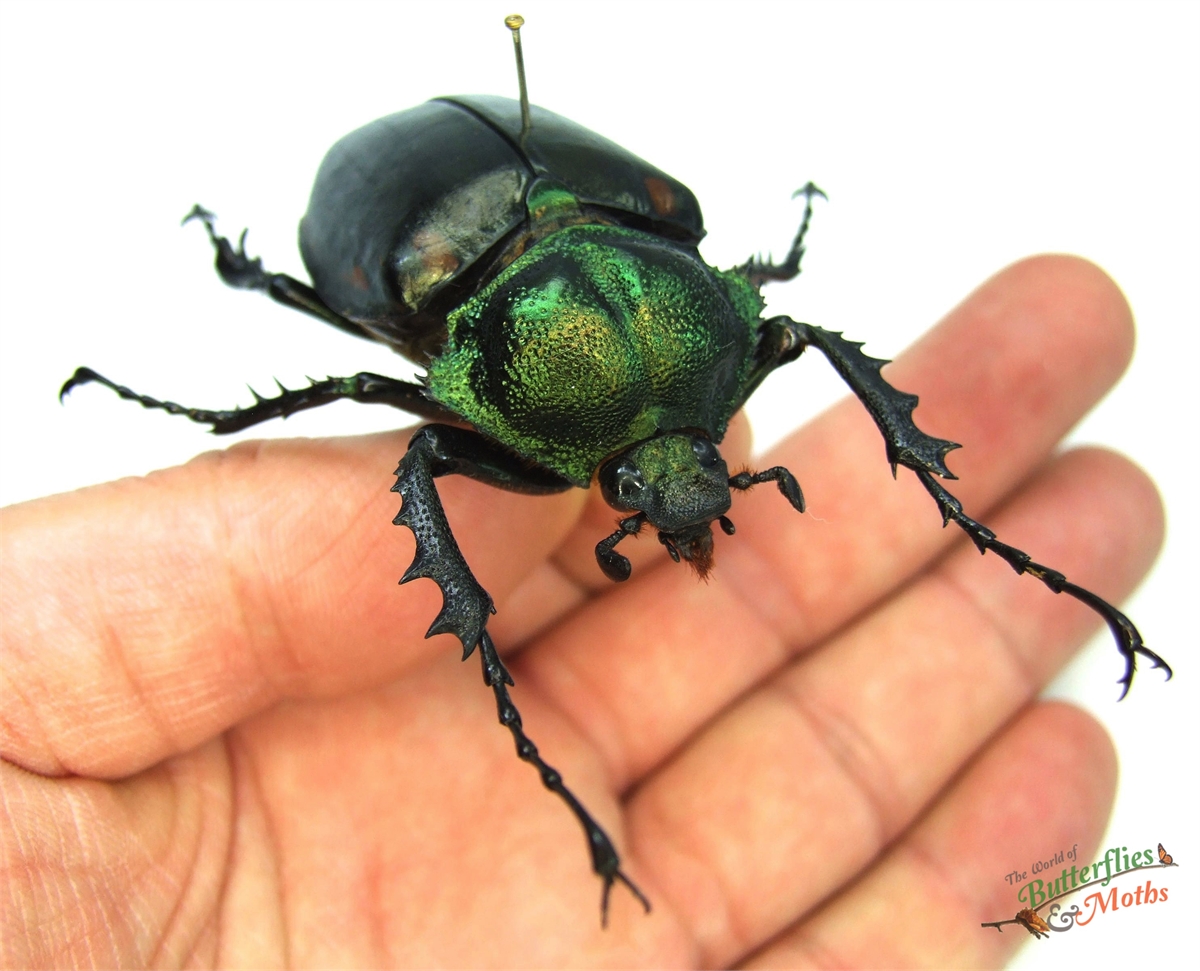 標本 Cheirotonus formosanus pair 46-55mm Cheirotonus formosanus