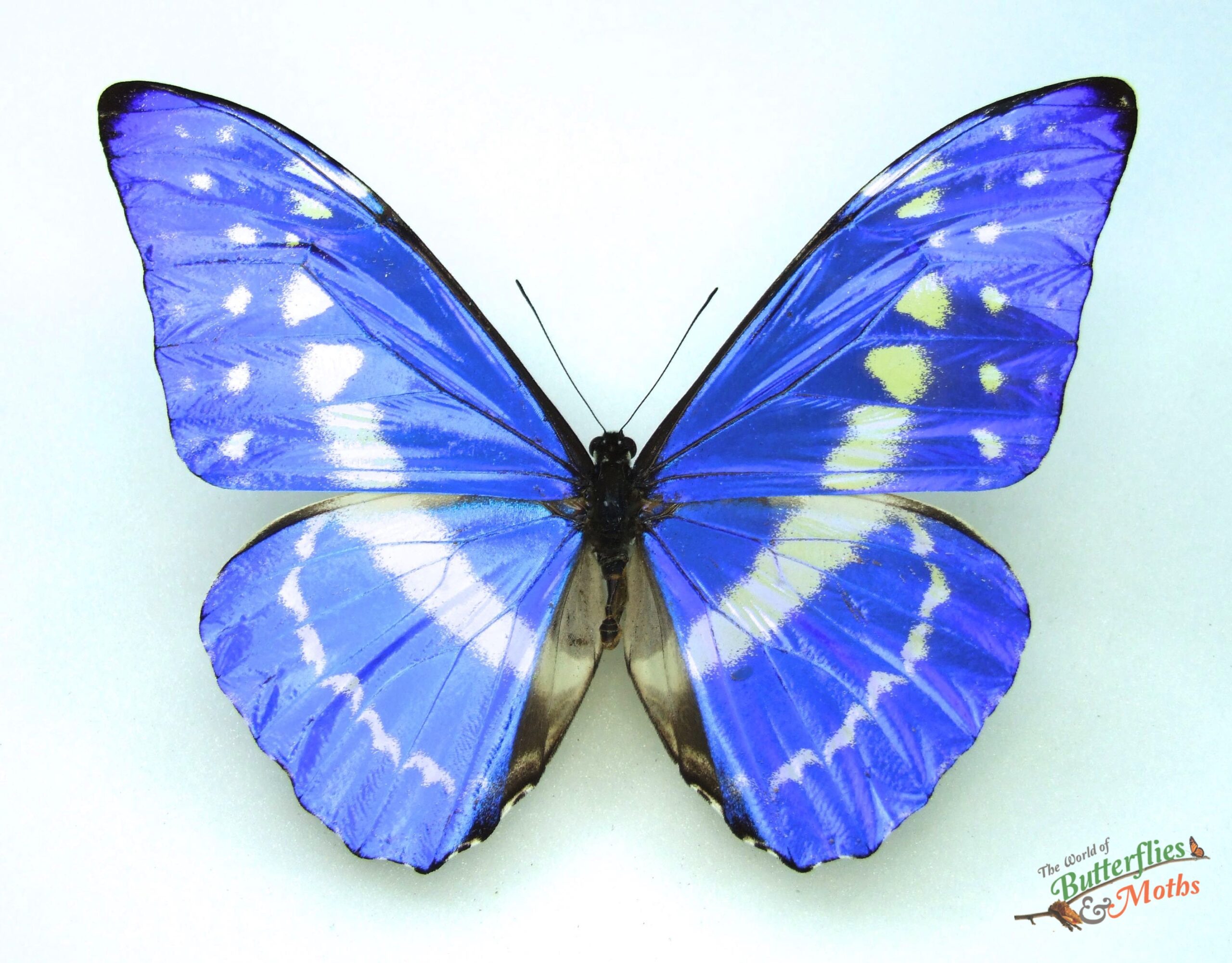 Morpho cypris COLOMBIA - World of Butterflies and Moths