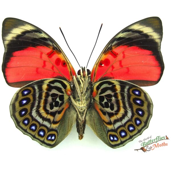 Agrias claudina lugens The Claudina Agrias PERU - World of