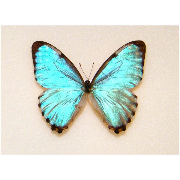 標本 Brazil Morpho portis thamyris 71mm Brazil Morpho portis