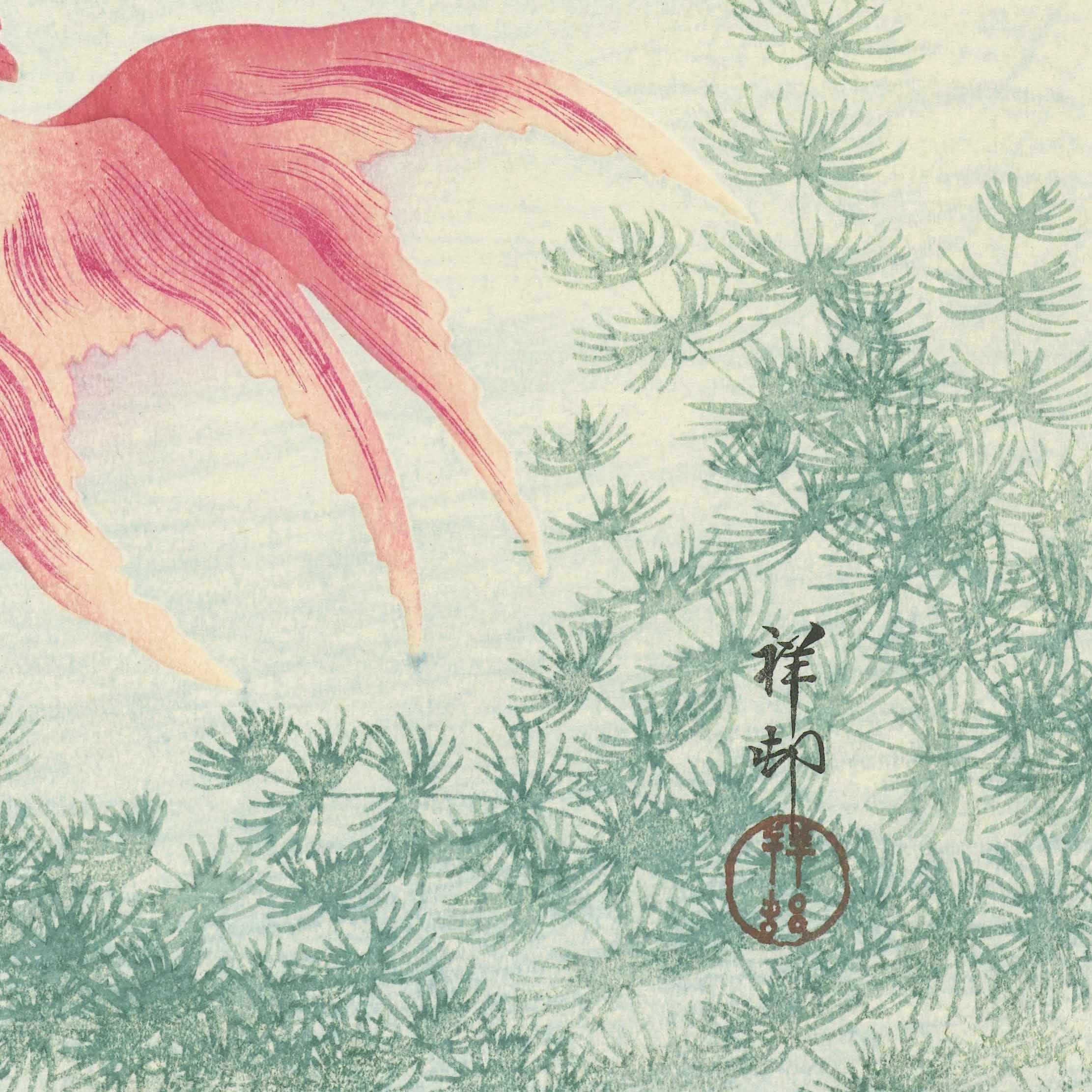 小原古邨「睡蓮に二匹の金魚」本物木版画 二匹の金魚