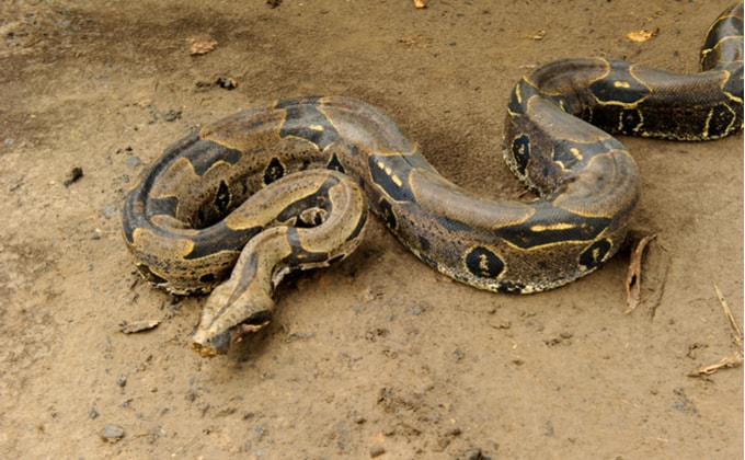 ボアコンストリクターの飼育方法｜モルフや最大サイズ、禁止されている