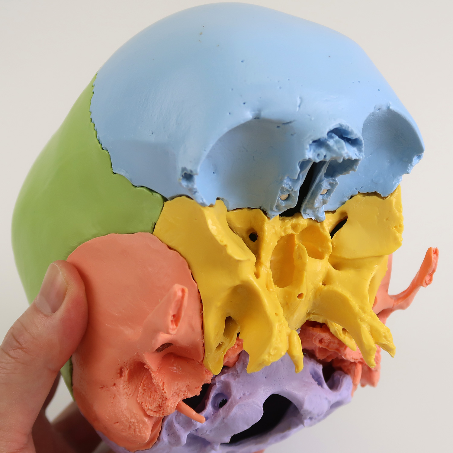 頭蓋骨22分解キット，マルチカラー仕様 | 日本スリービー・サイエン