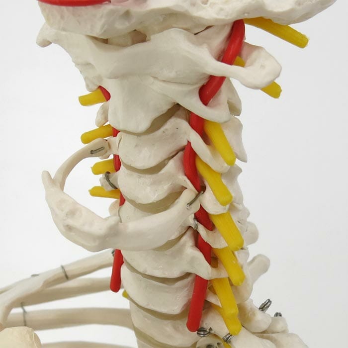 人体模型 脊椎 脊柱可動型モデル胸郭大腿骨付 3B Smart Anatomy 脊柱可動