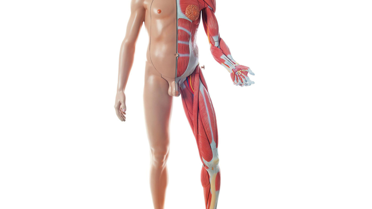 人体 骨格模型 筋肉 等身大 人体模型 骨格標本 筋肉付き 180センチ