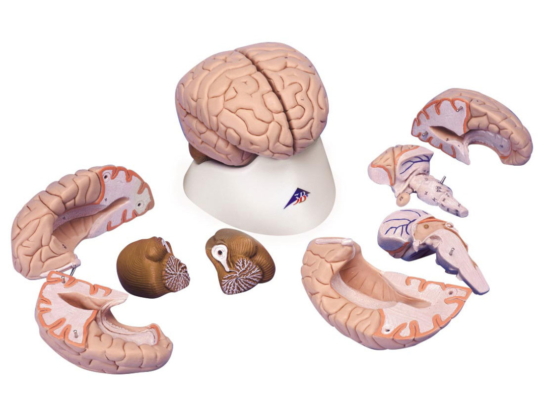 脳，8分解モデル | 日本スリービー・サイエンティフィック