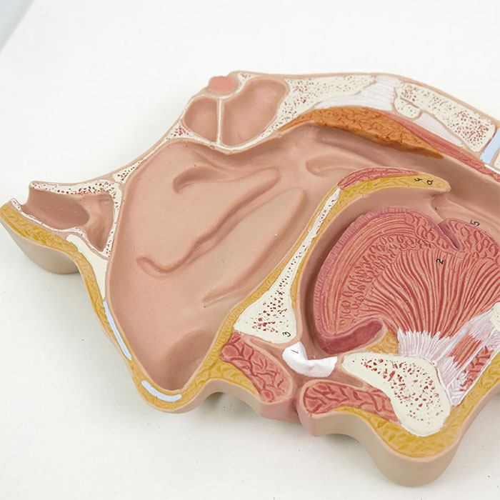 消化器系，3分解モデル | 日本スリービー・サイエンティフィック