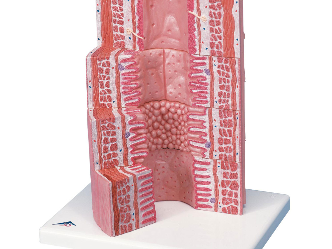 消化管の組織構造モデル | 日本スリービー・サイエンティフィック