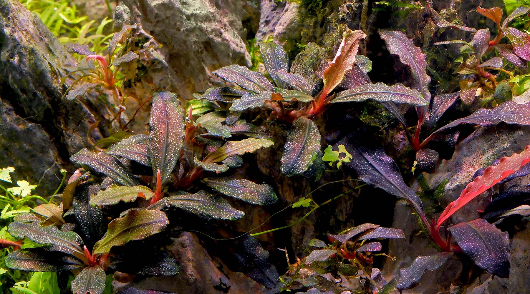 Bucephalandra sp.brilliant red