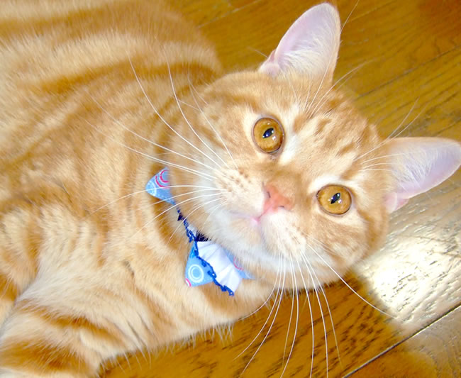 しゃぼんちょこえり 猫首輪 Mサイズ かわいい襟付き 猫用首輪