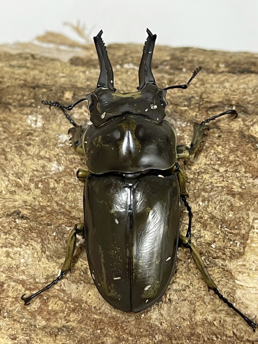 A.ローゼンベルク オオゴンオニクワガタ雄78㍉野外品 【公式通販】