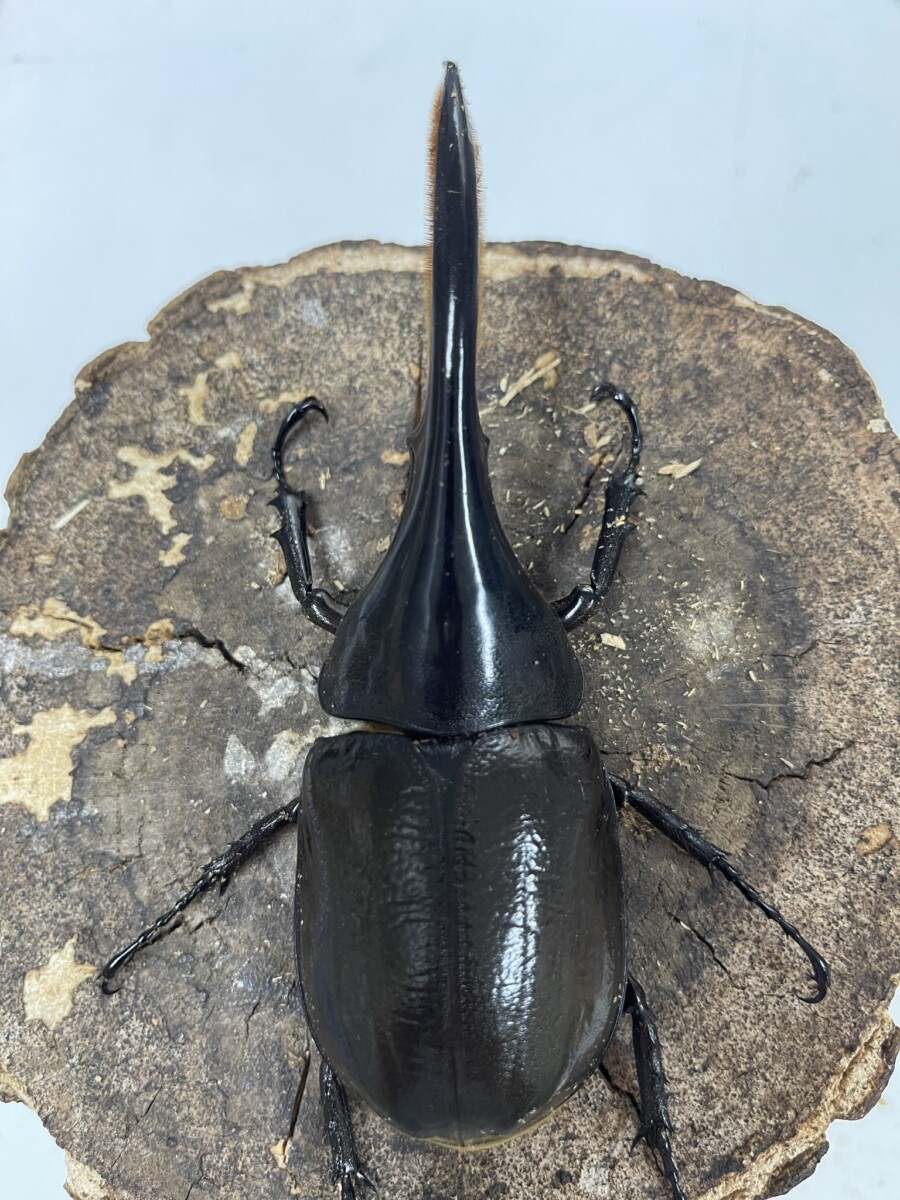 ムシキングカード ヘラクレスエクアトリアヌス ムシカード -MC082