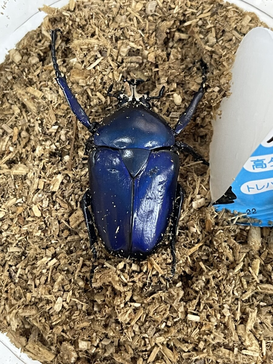 ウガンダオオツノハナムグリ 標本 73mm 濃青色美麗個体 ウガンダ