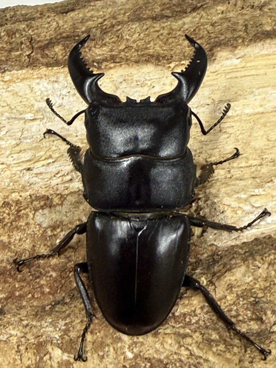 え*読様 オオコクワガタWF1 大型63㎜ 超珍品 え*読様