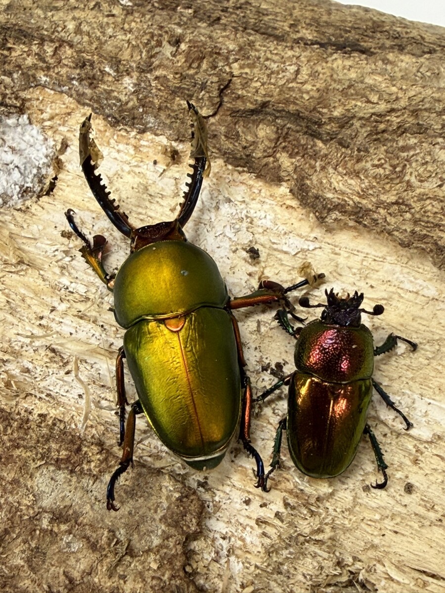 豪州産 カタハリクワガタ 18mm 豪州産 カタハリクワガタ 18mm 豪州産