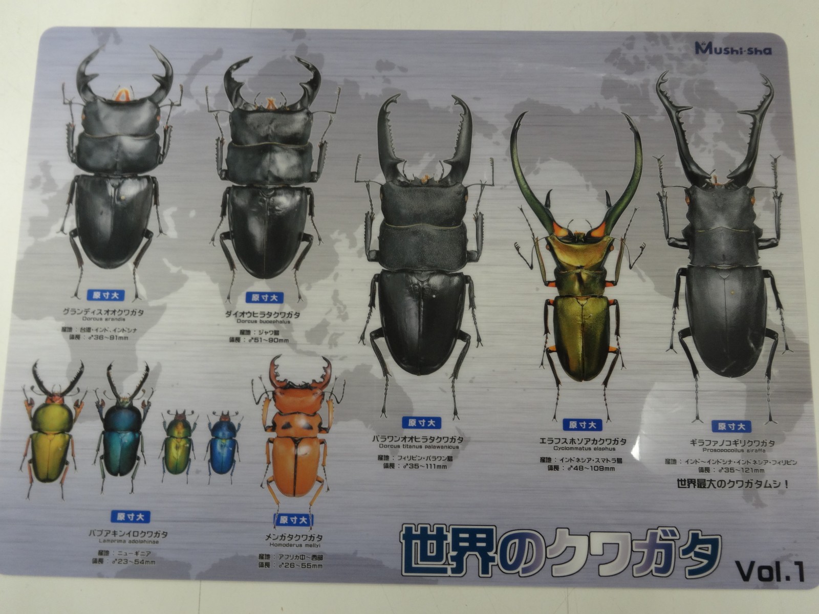 折りたたみポスター希少！ 海外カブトムシ＆クワガタ昆虫図鑑付録 昭和