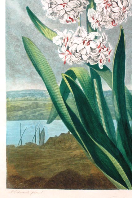 絵画】ボタニカルアート 「カサブランカ 純白の貴婦人」原画 絵画