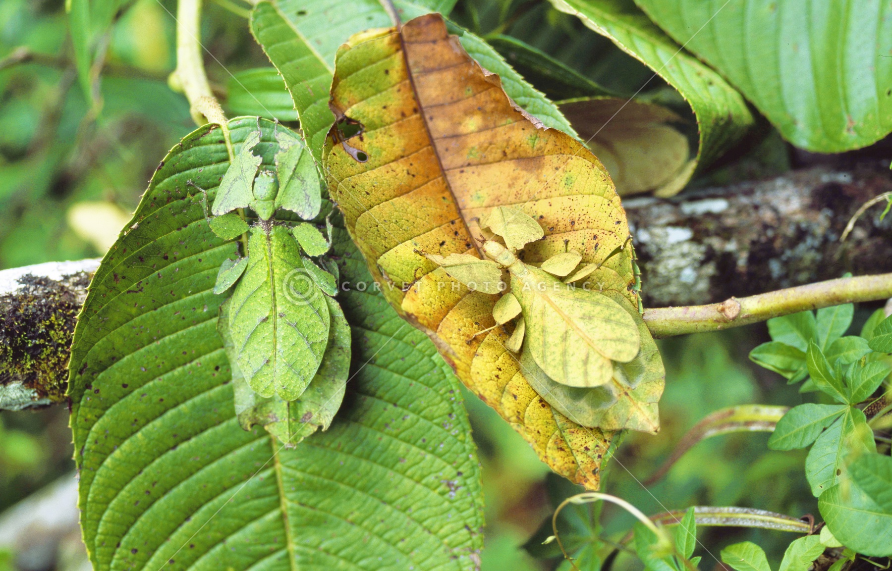 150mm】センスオオトビナナフシ 昆虫標本 コノハムシ 標本 150mm