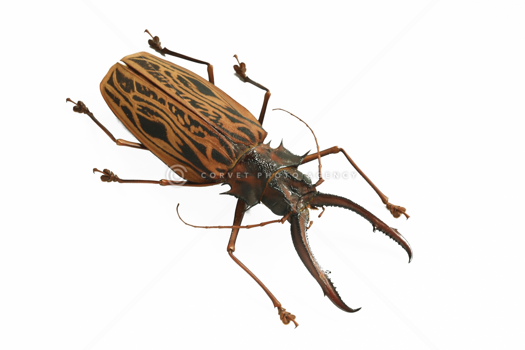 Corvet Photo Agency M*S様 特大 オオキバウスバカミキリ 標本 157ミリ 難