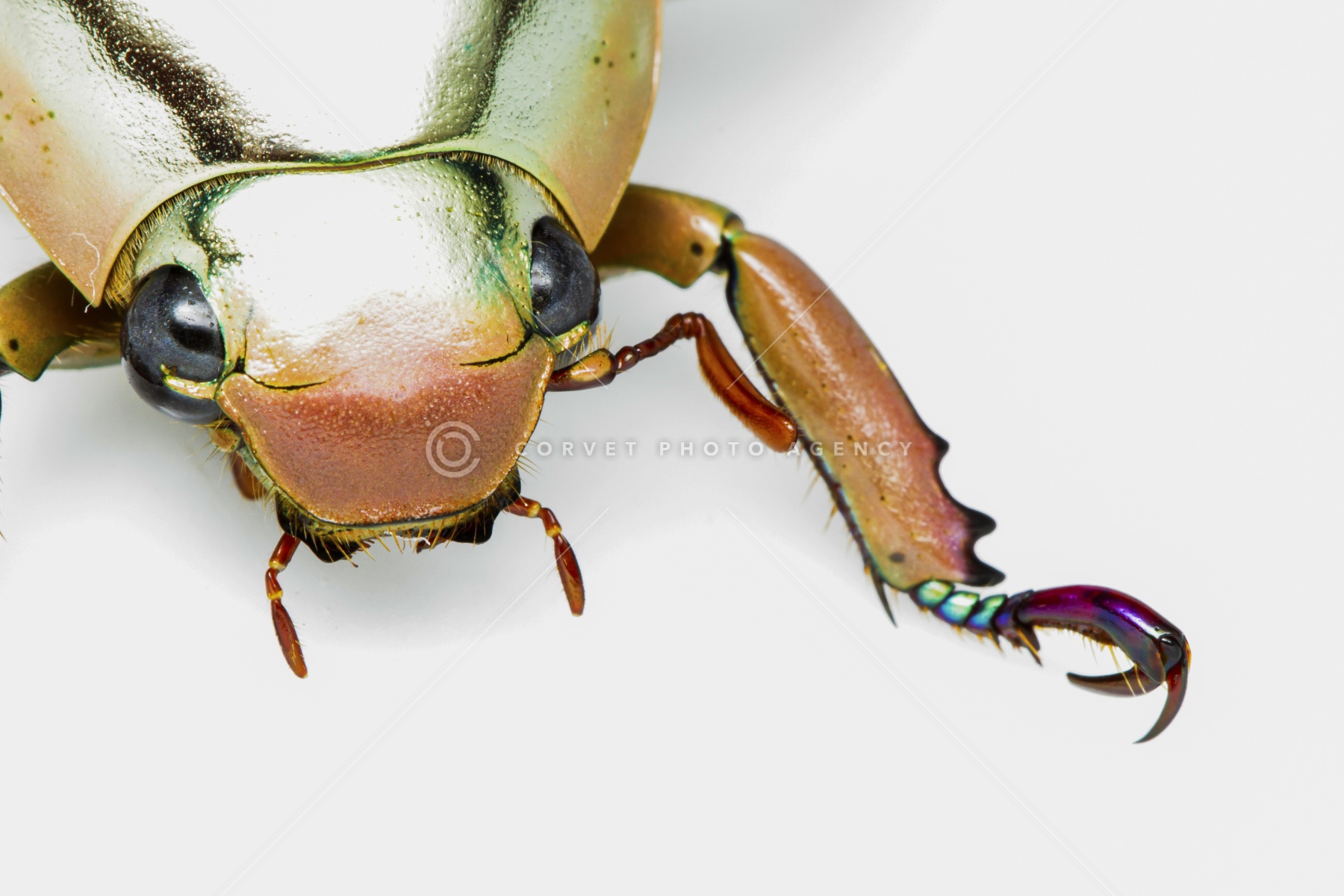 38mm】マッシロコガネ Cyphochi昆虫標本 プラチナコガネ プラチナ