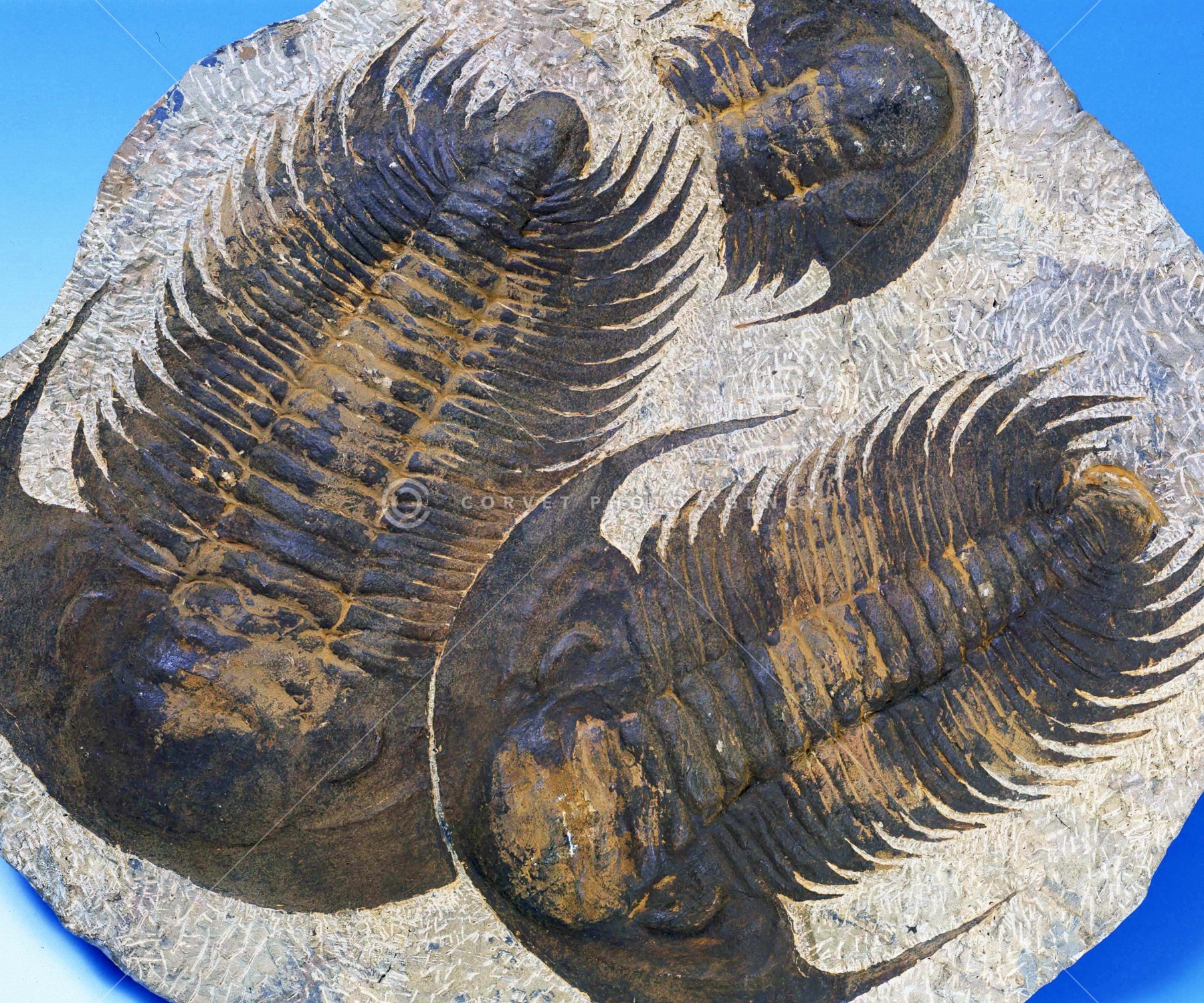 三葉虫 化石 fossil ボリビア産 trilobite ノジュール判別⑨ 三葉虫