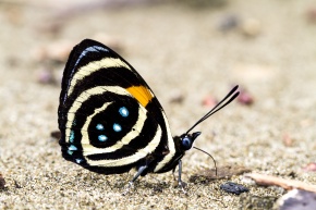 カバタテハ亜科 | Corvet Photo Agency