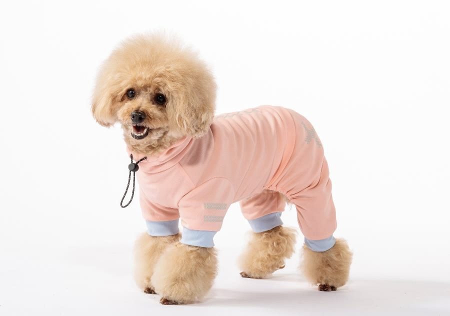 SHU Icanシリーズ犬 SHU Icanシリーズ犬 SHU Icanシリーズ犬 ロード